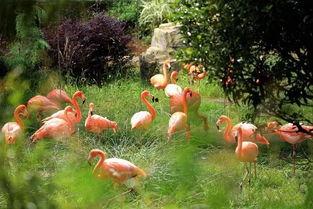 昆明植物园爆料案件最新,惊现神秘涉案者，真相即将揭晓